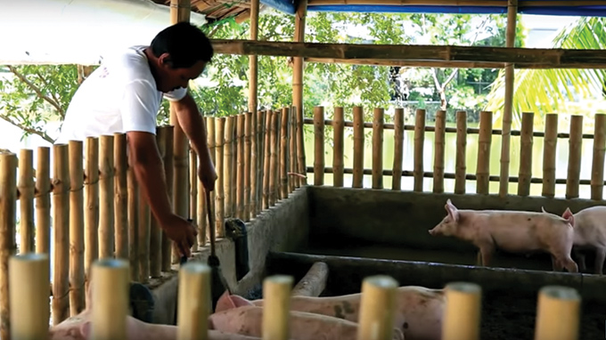 Pig farmer in China tends a pen full of small pink pigs, aided by the Dr. Pig app, powered by Azure Machine Learning