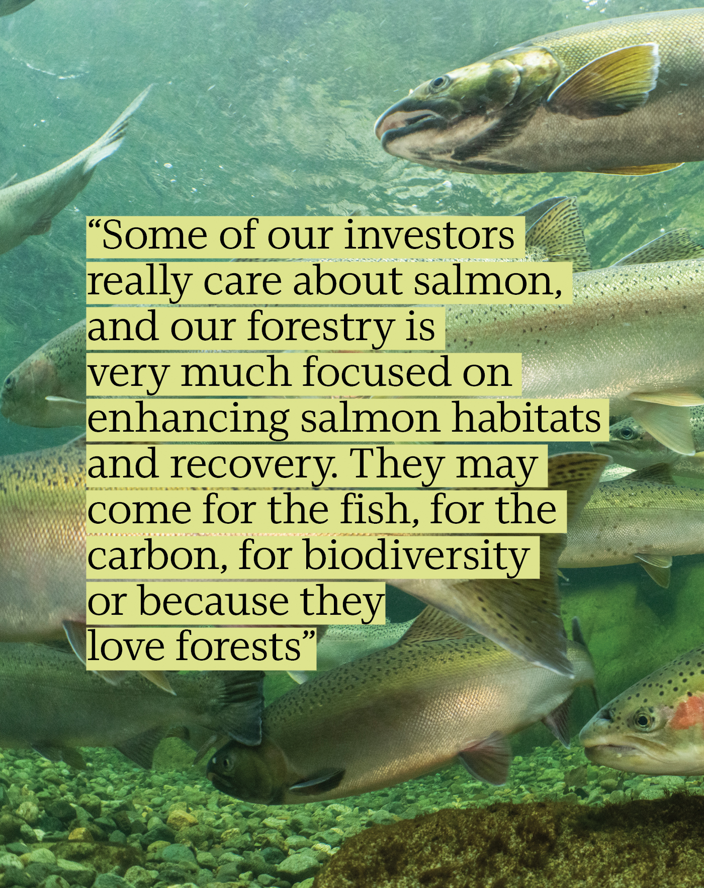 Several salmon swim underwater in a clear river. Overlaid text discusses investors’ interest in salmon and forestry, focusing on salmon habitats, recovery, biodiversity, carbon, and a love for forests.