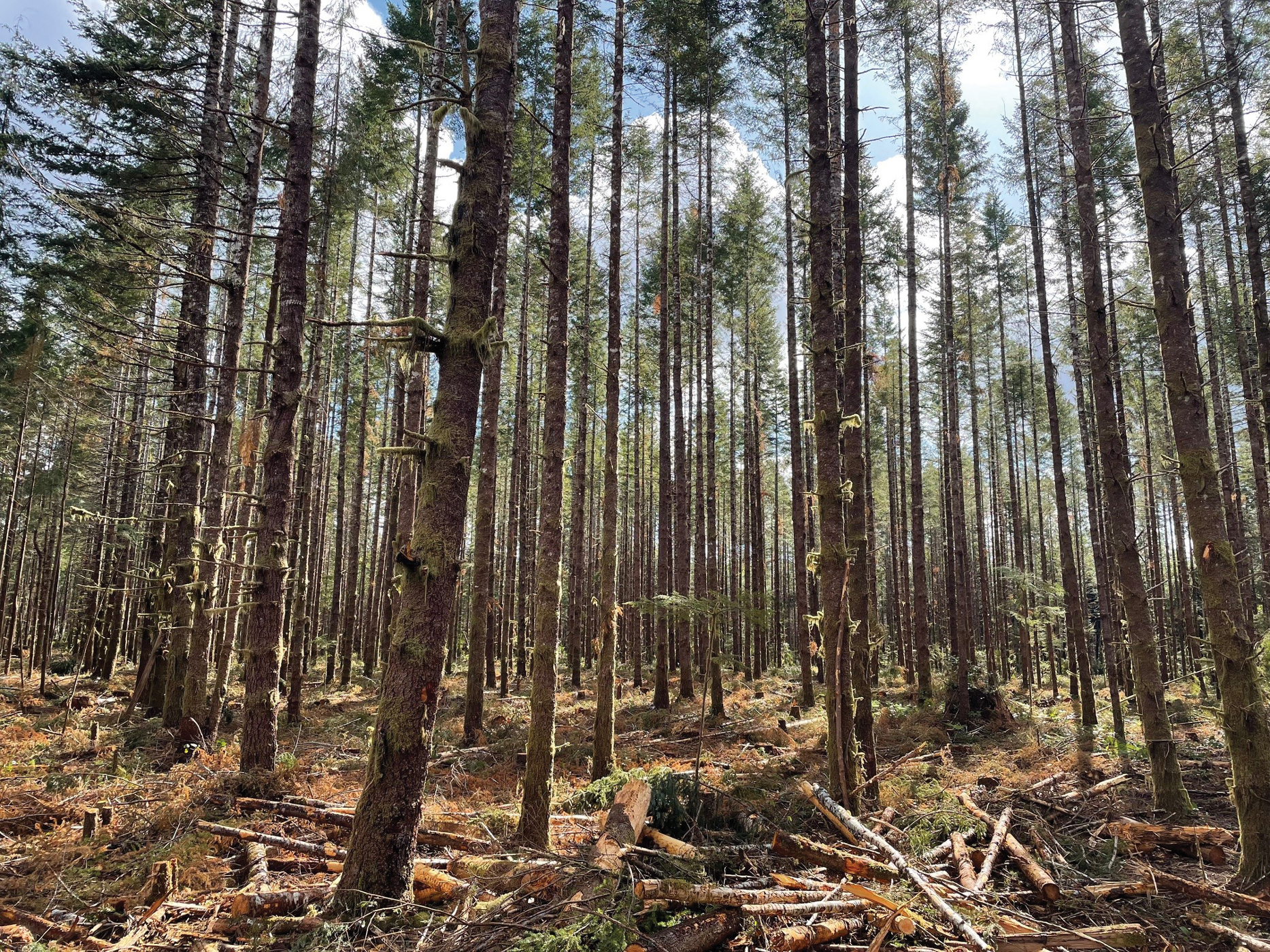 A dense forest with tall, thin trees extending upwards, sunlight filtering through the branches, and fallen branches and foliage covering the forest floor.