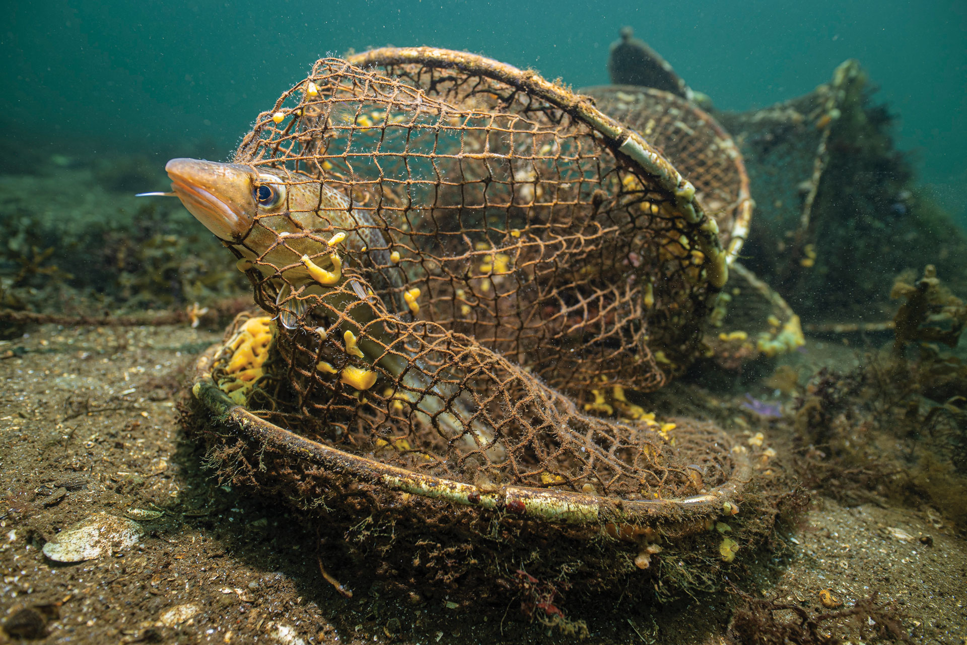 A fish trapped inside an abandoned, broken fishing net lies on the sandy ocean floor, surrounded by debris and small marine life.