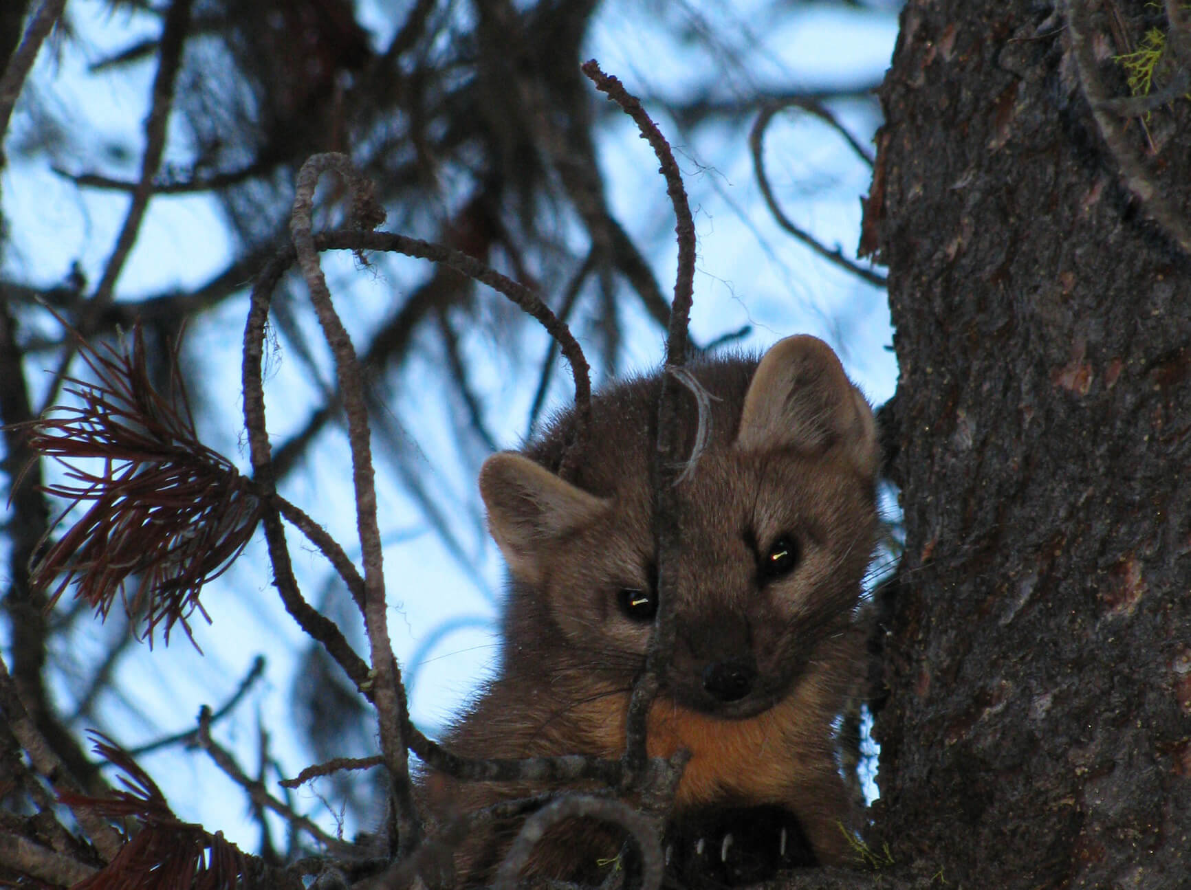 A small furry animal with pointed ears and dark eyes sits behind a tree trunk in a snowy forest setting, surrounded by pine branches.
