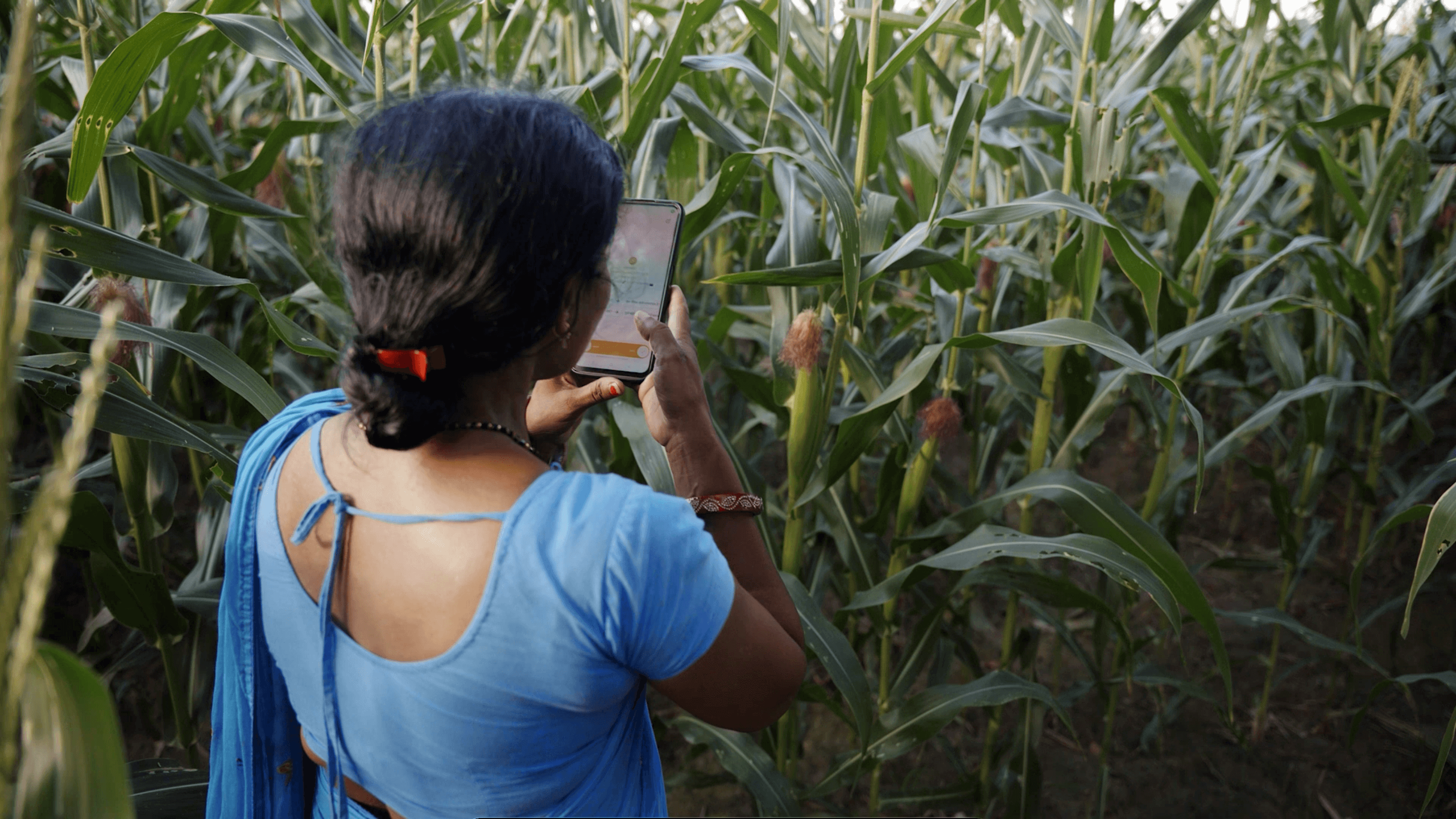 Person in a blue sari using a smartphone in a cornfield.