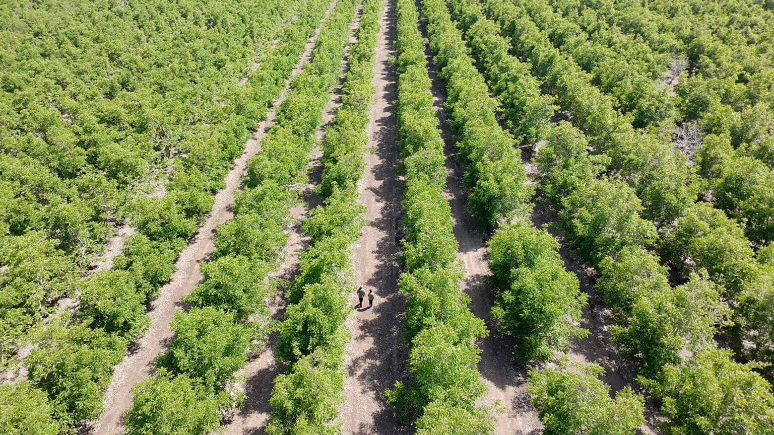 Rows of green trees in a large orchard with two people walking along a dirt path.
