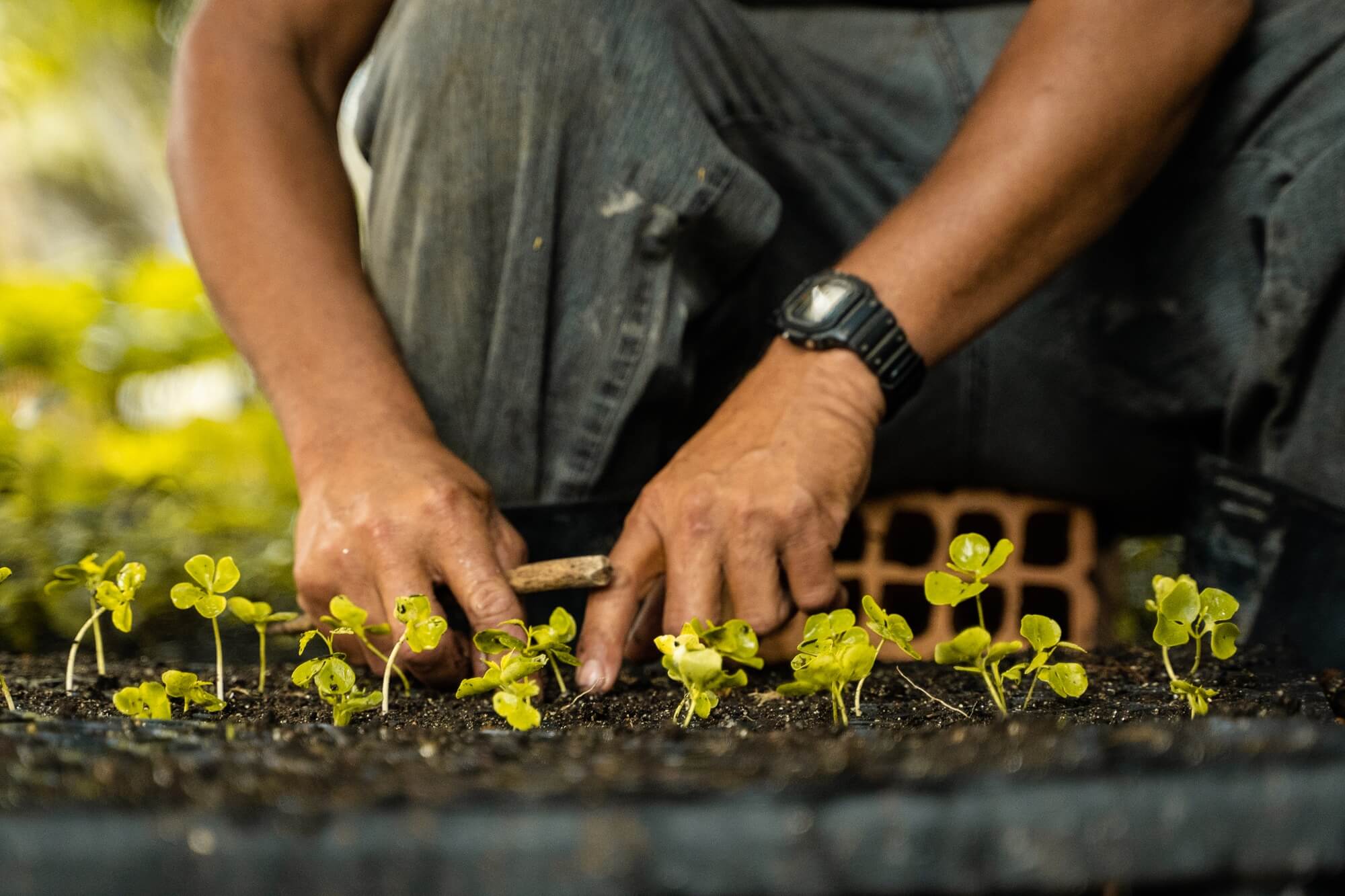 A person works on small green plants in the dirt.