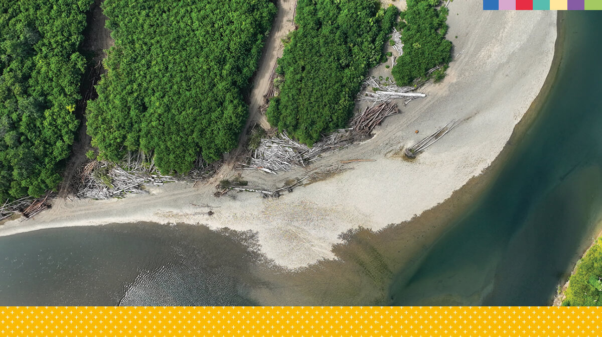 Aerial view of a forest as it meets a riverbank