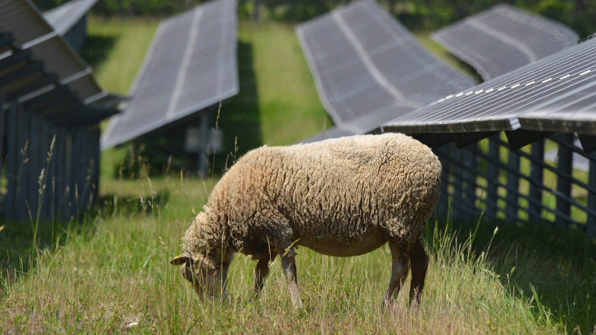 A sheep grazes on green grass in front of solar panels.