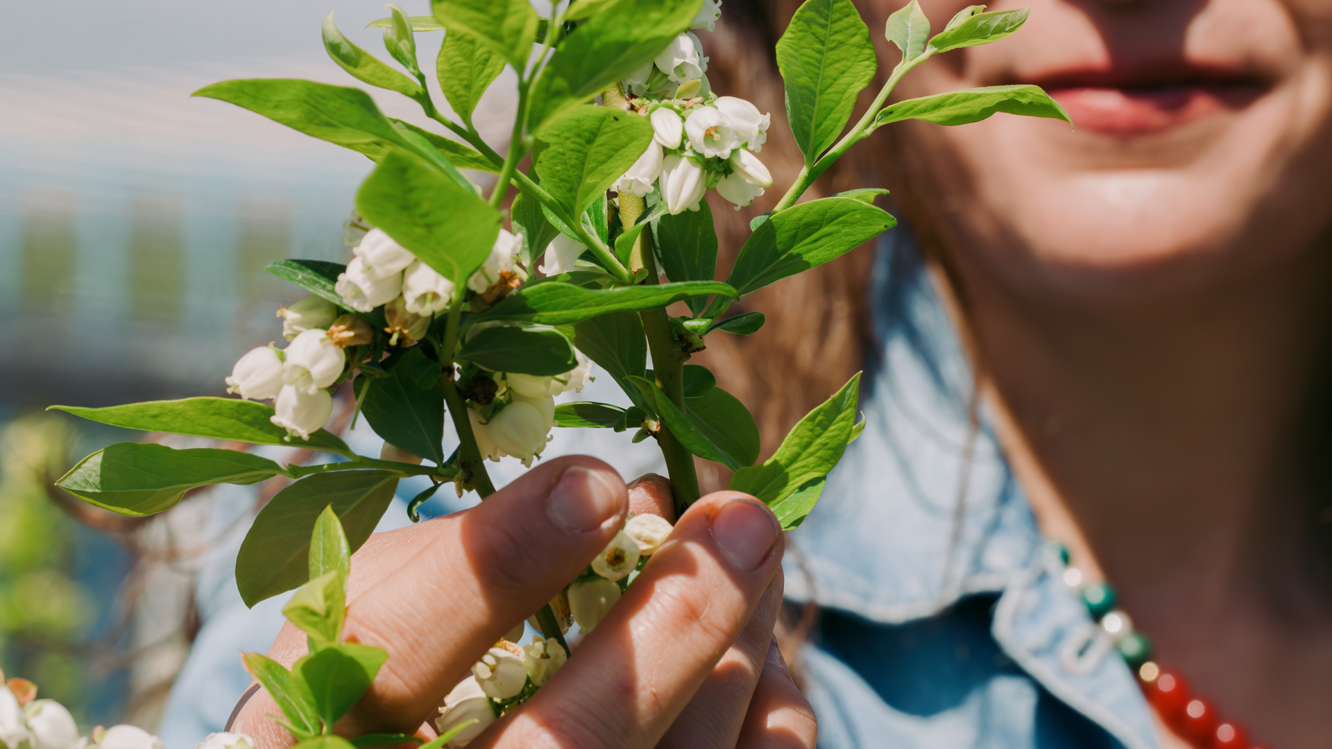 Close-up of a hand holding a blueberry branch with small white blossoms.