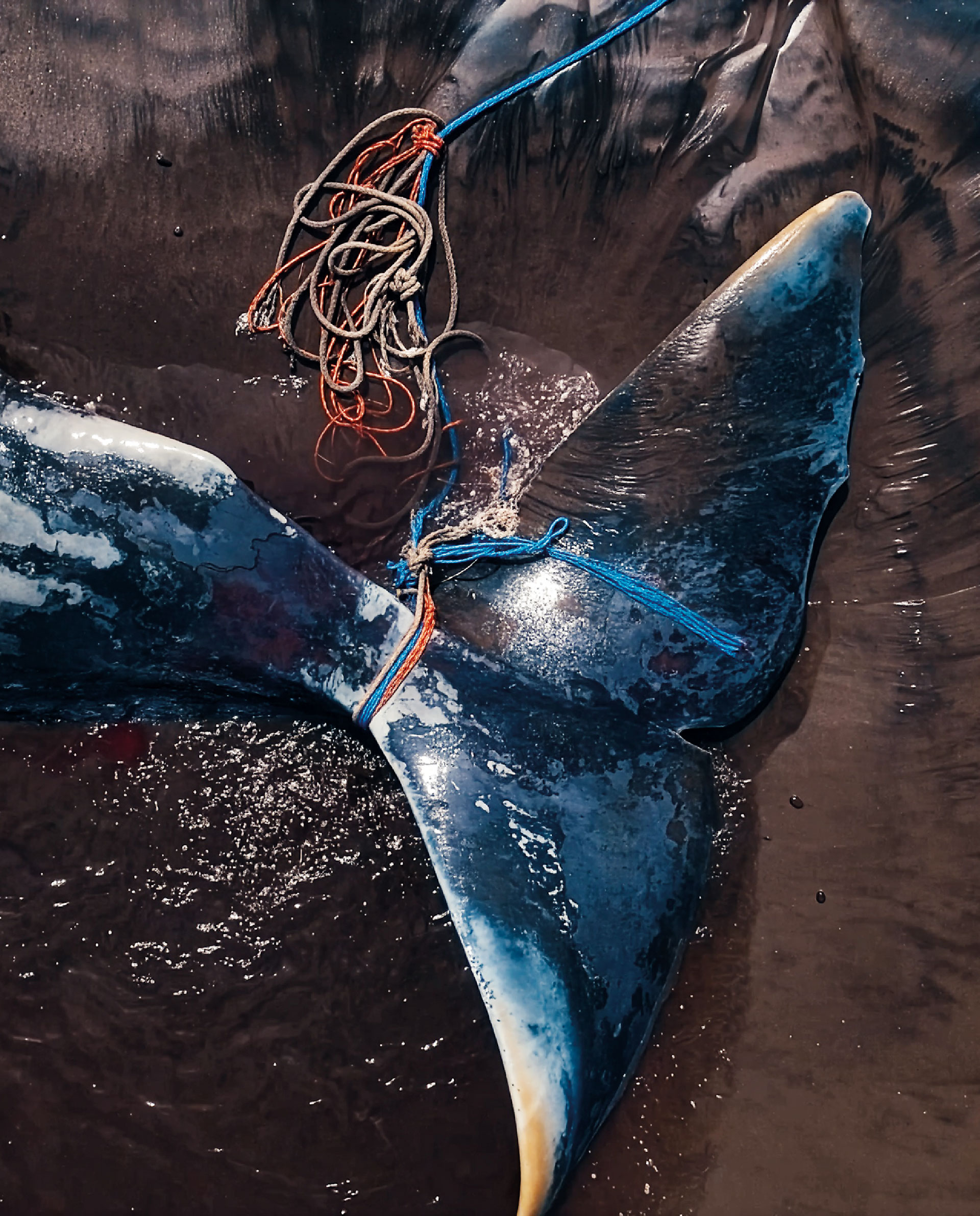 A whale’s tail lies on a dark wet surface, tangled with several colorful ropes and lines, indicating entanglement and distress.