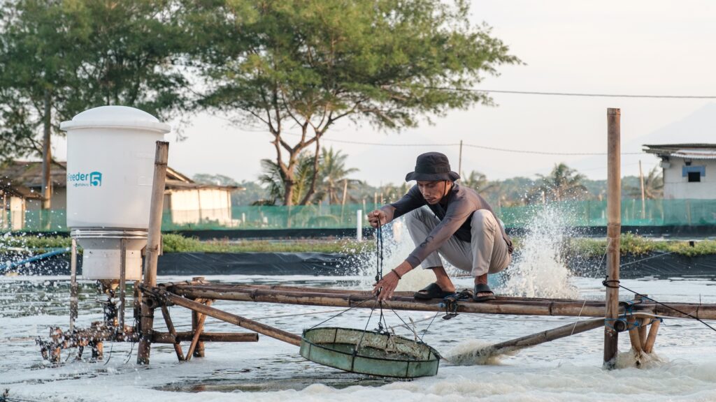 Pria bertopi berjongkok di papan kayu di atas kolam sambil mengangkut hasil tangkapan udang