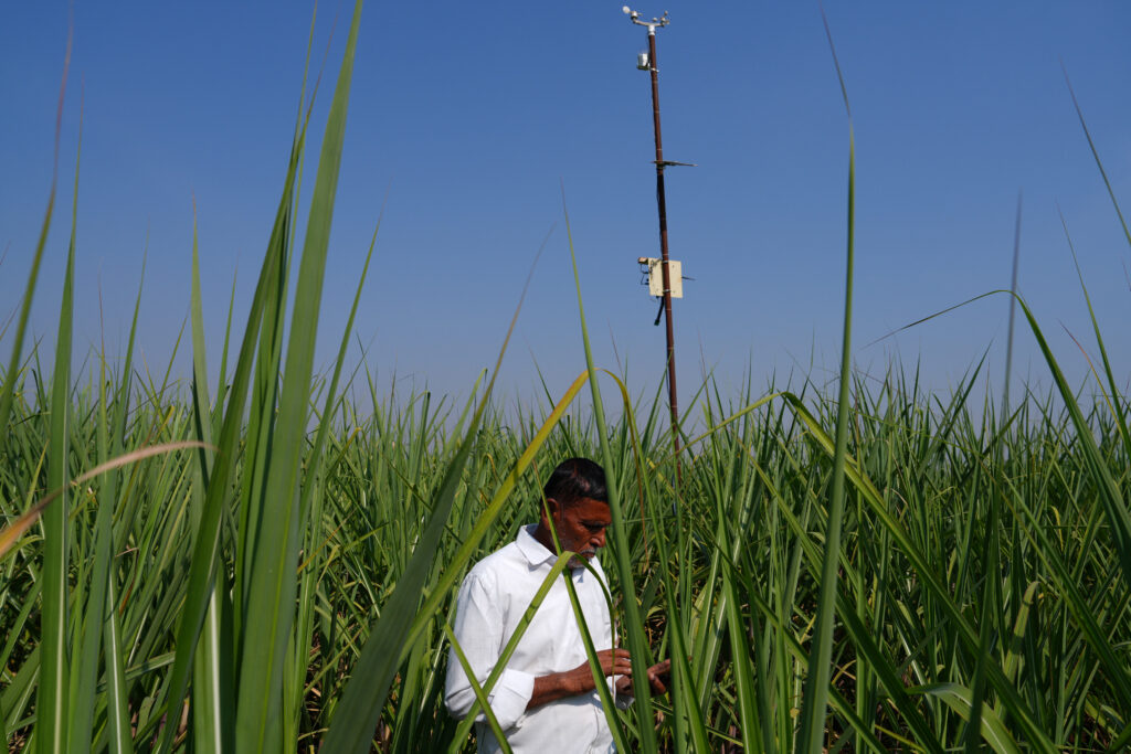 A man standing in a field of tall green sugarcane looks down at his mobile phone. A tall metal structure rises above him against a bright blue sky.