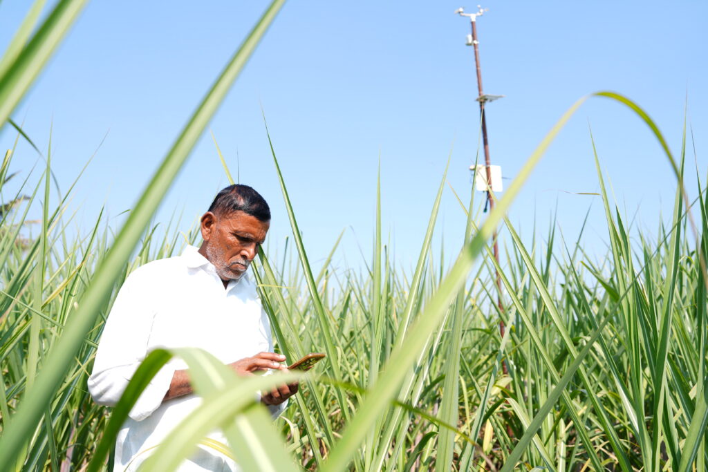 A man standing in a field of tall green sugarcane looks down at his mobile phone. A tall metal structure rises above him against a bright blue sky.