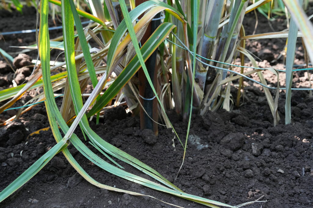 Wires and a small device connected to the stem of a sugarcane plant and the soil underneath it