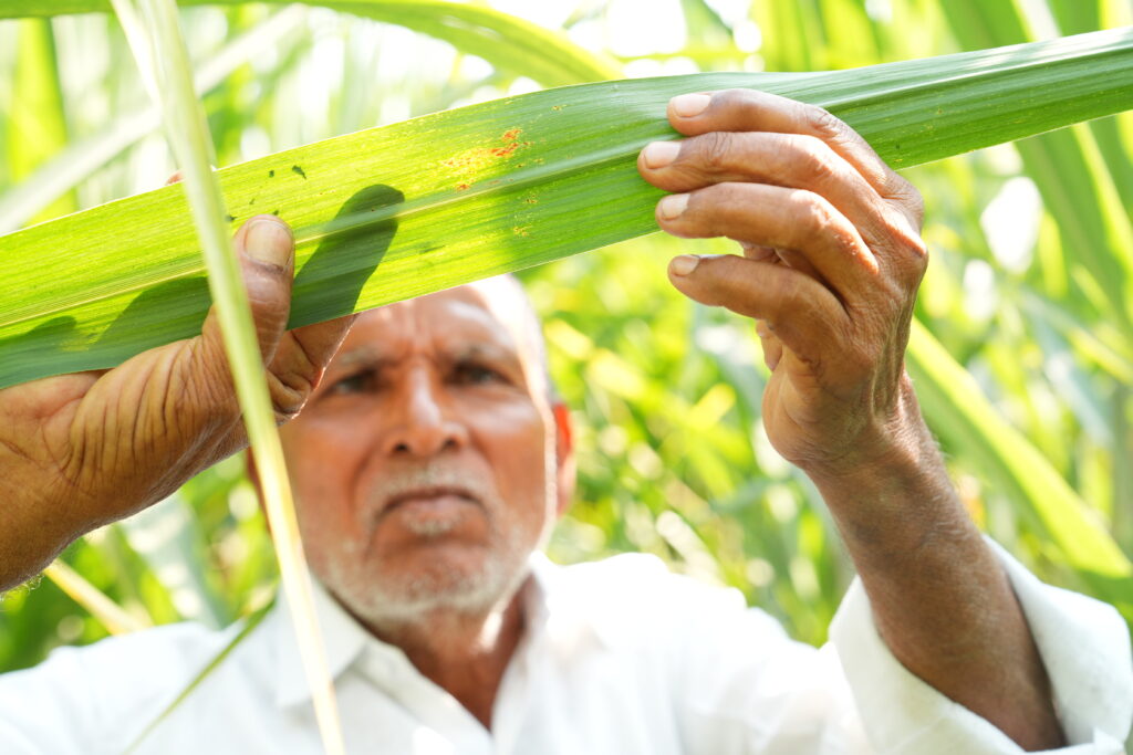 An old man inspecting leaves of a sugarcane plant closely