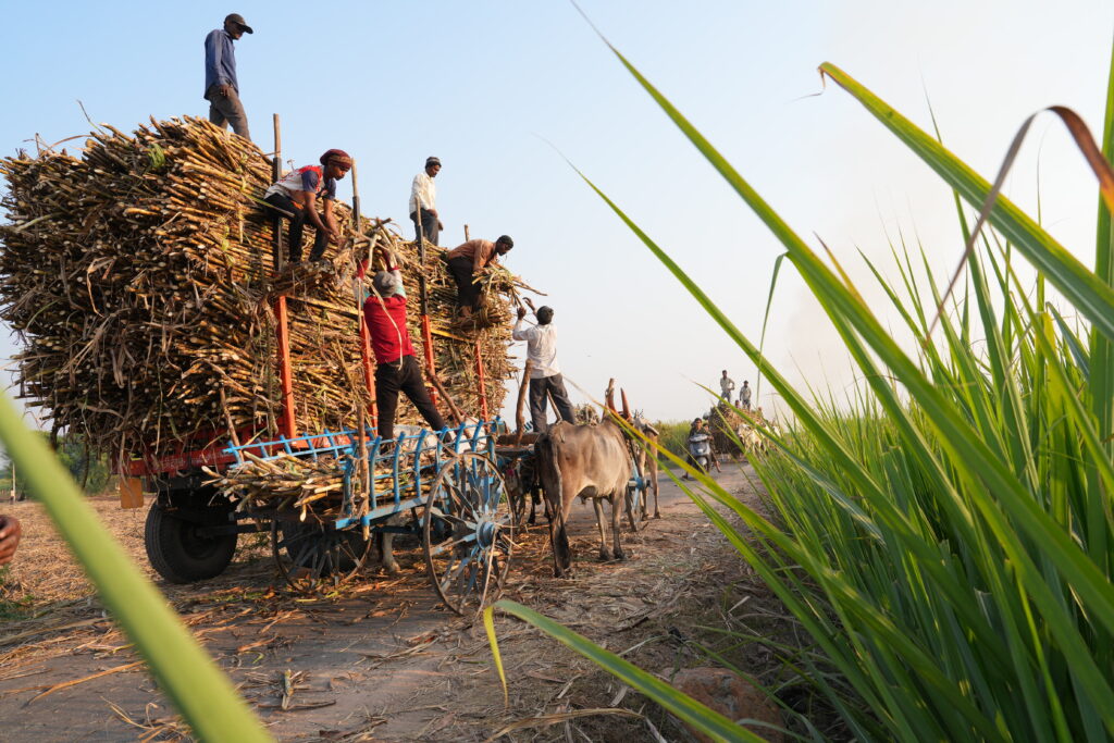 A bullock cart loaded with sugarcane stalks after harvest