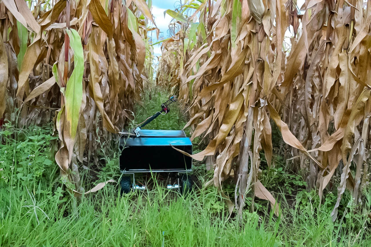 robot in cornfield