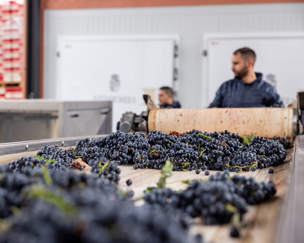 Vendimia en Bodegas Matarromera