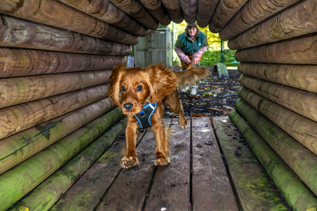 A red-furred dog running through a wooden tunnel with its ears flapping.