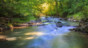 A forest creek flowing over rocks, surrounded by lush greenery.