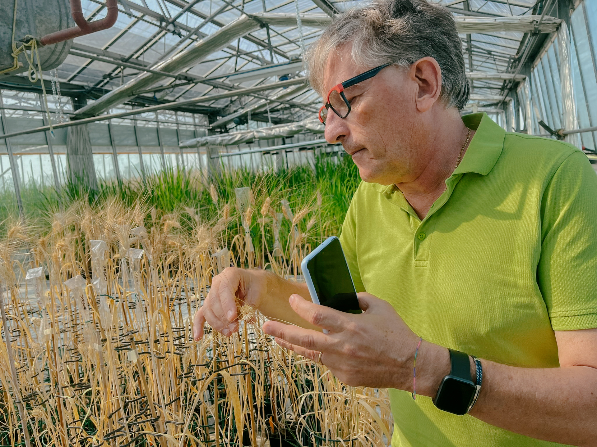 A man with glasses in a green polo shirt closely examines some tan-colored plants.