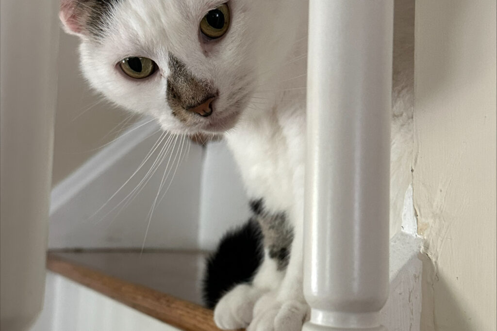 Un gato, el Sr. Darcy, se asoma por la barandilla de una escalera.