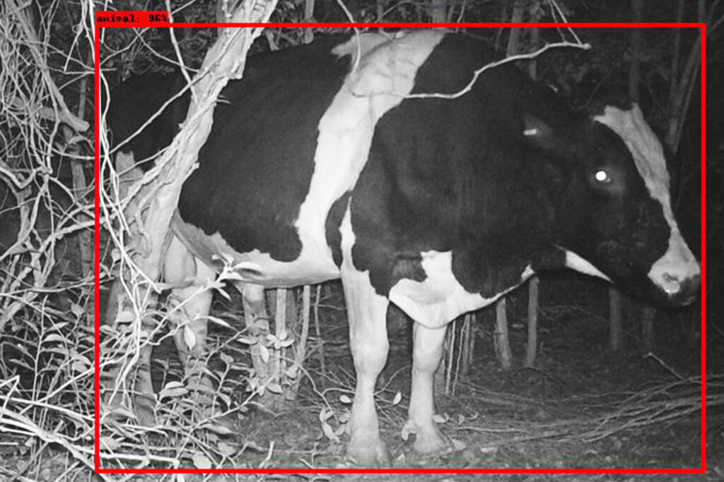 A red box outlines a cow on the rainforest floor at night