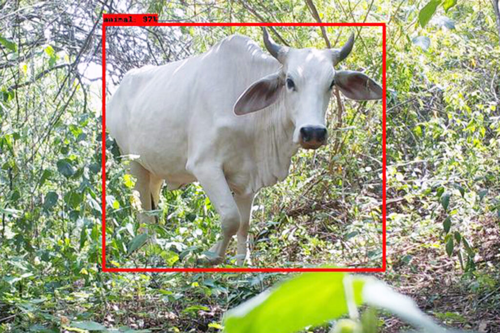 A red box outlines a cow on the rainforest floor
