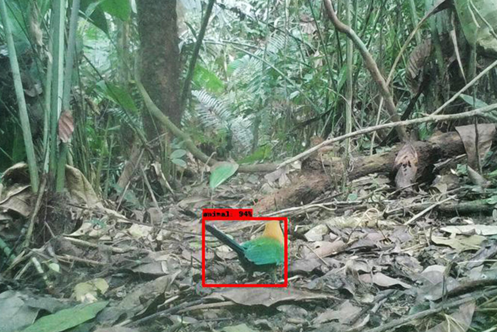 Uma caixa vermelha delineia um pássaro no solo da floresta tropical
