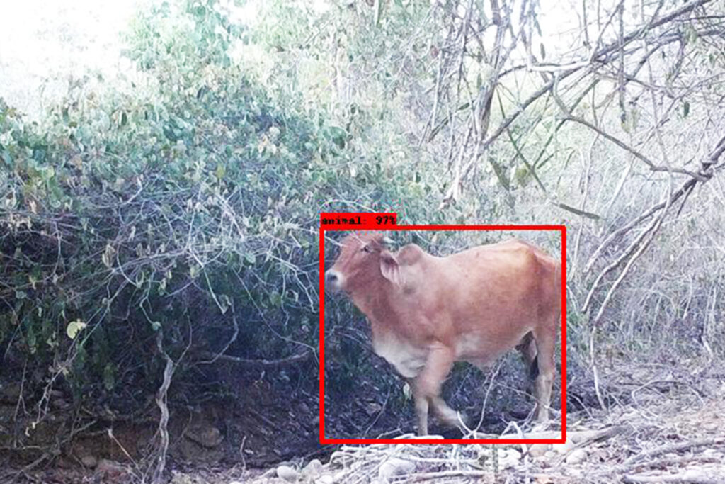 Uma caixa vermelha contorna uma vaca no solo da floresta