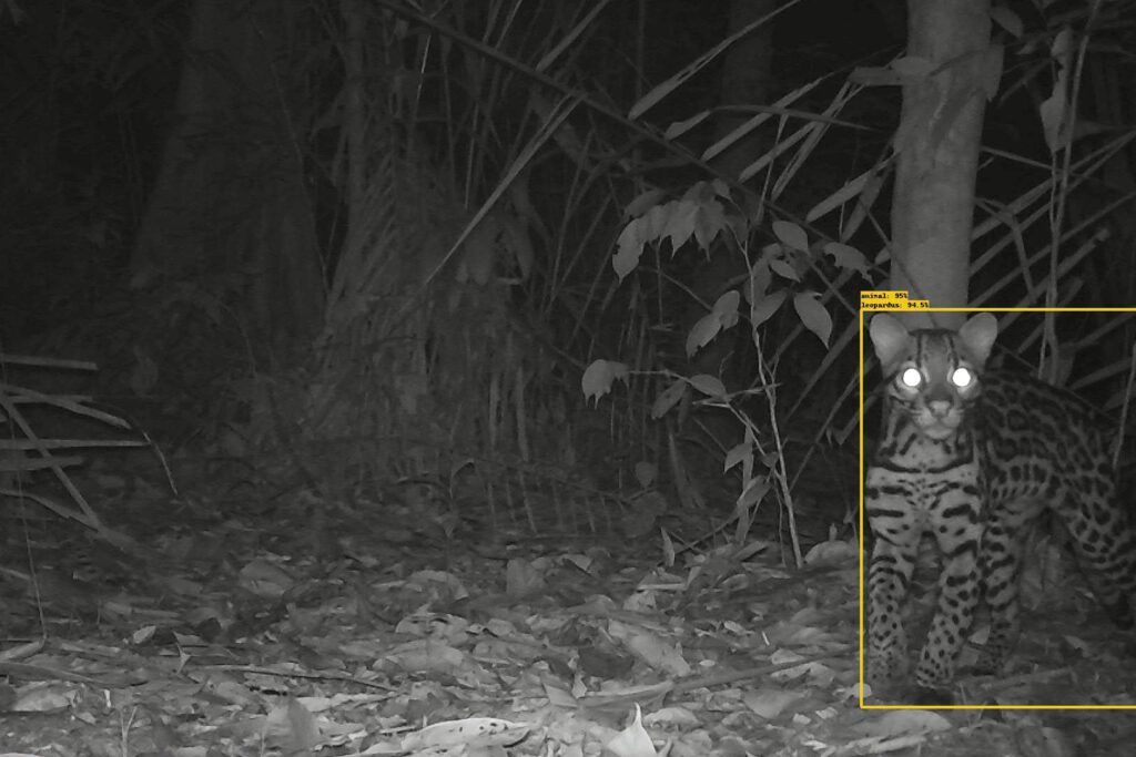 Uma caixa amarela contorna um animal no chão da floresta tropical à noite.