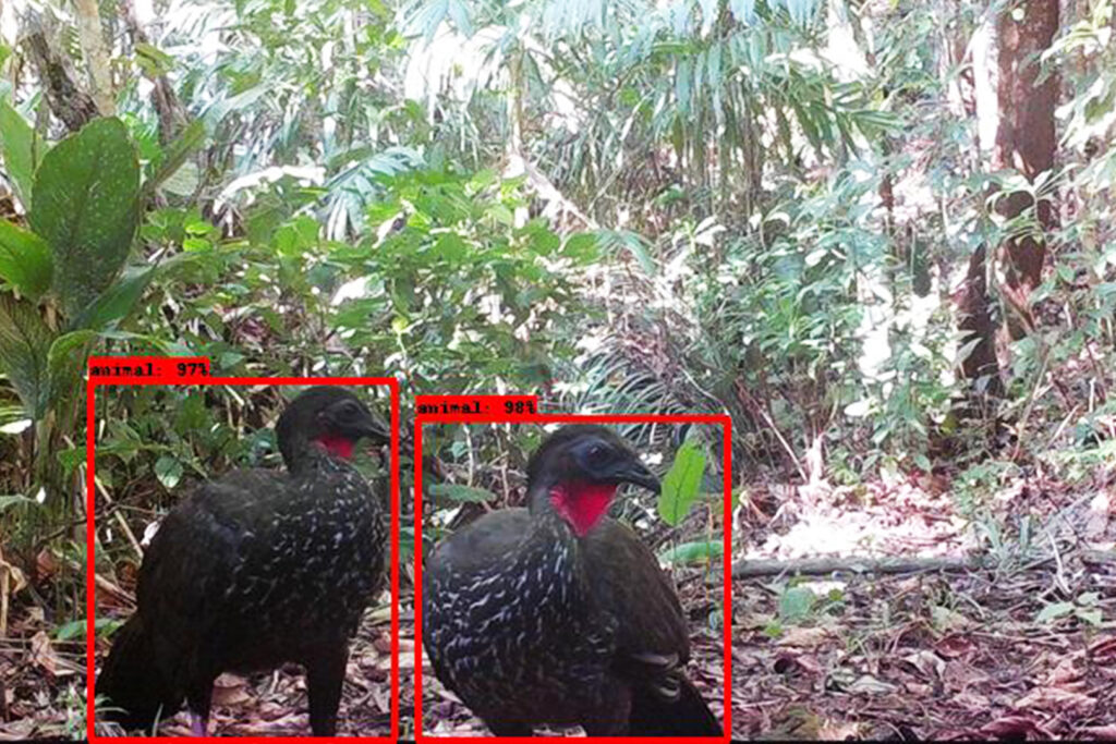 Caixas vermelhas contornam dois pássaros pretos no solo da floresta tropical.