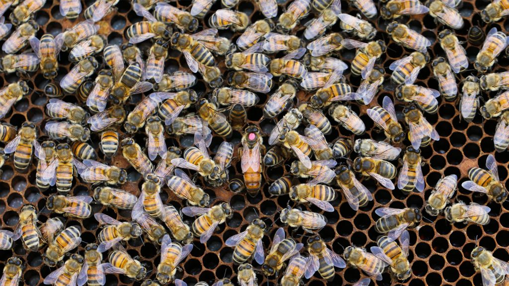 Un primer plano de las abejas melíferas en un marco de colmena.