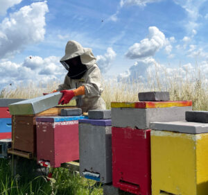 Morgane Dron cuida las abejas en la oficina y el laboratorio de BeeOdiversity cerca de Nivelles, Bélgica