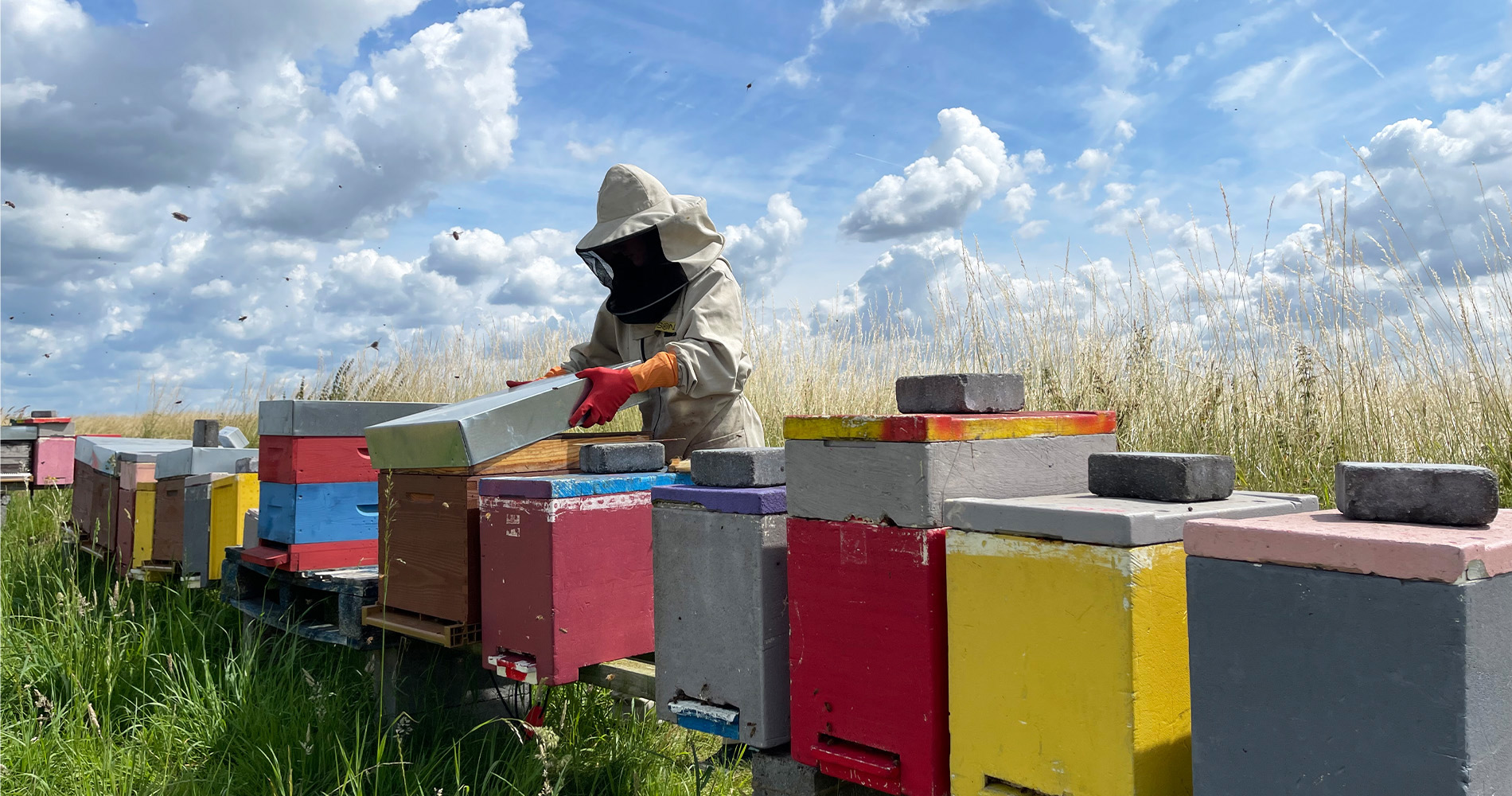 Morgane Dron cuida las abejas en la oficina y el laboratorio de BeeOdiversity cerca de Nivelles, Bélgica