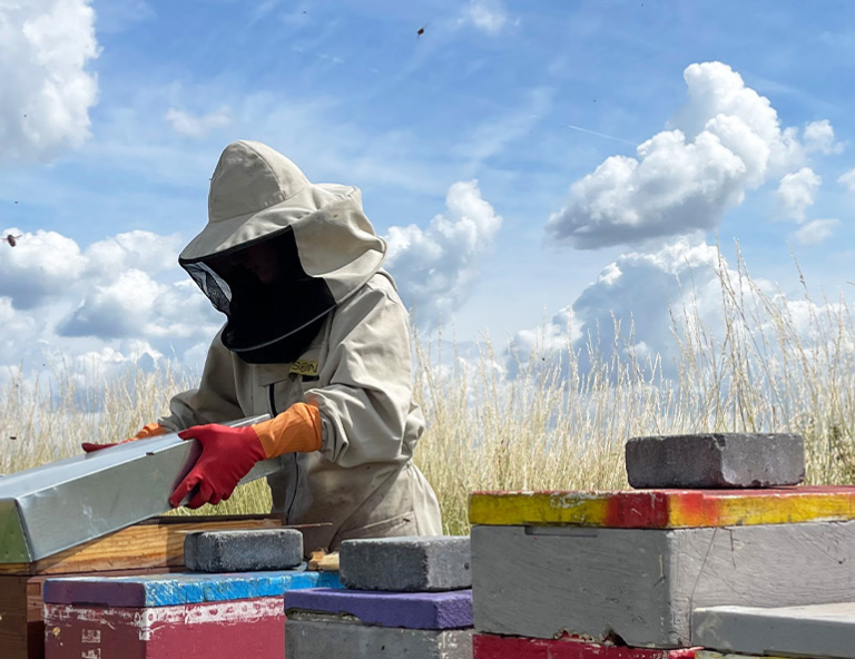 Homem trabalha no campo com abelhas