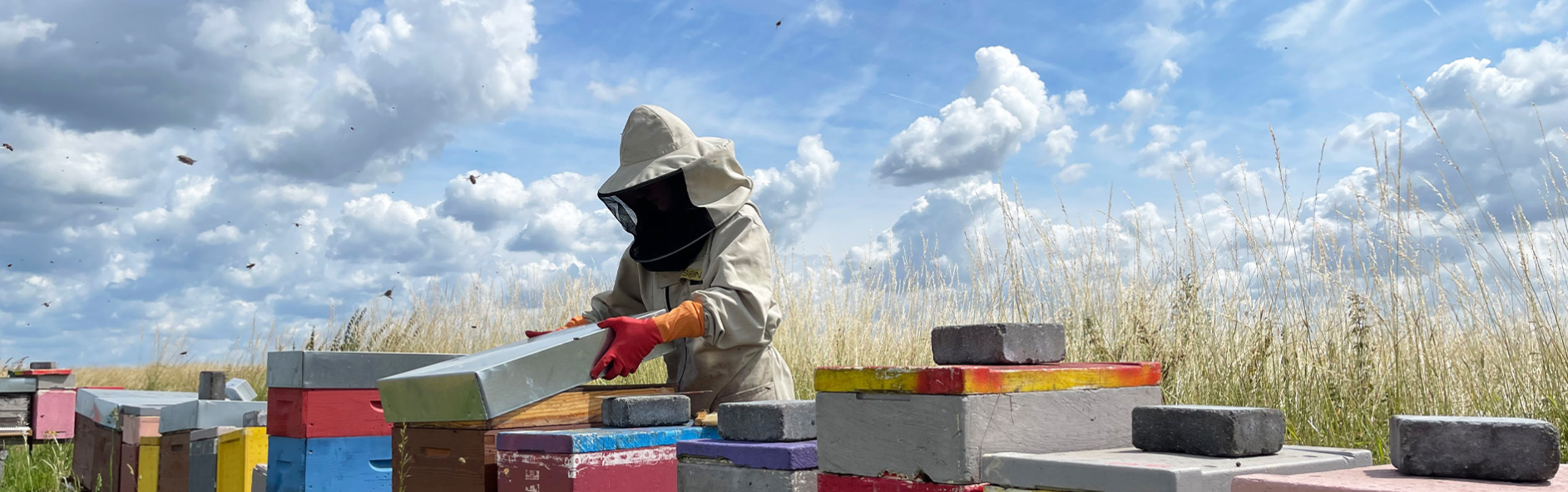 Homem trabalha no campo com abelhas