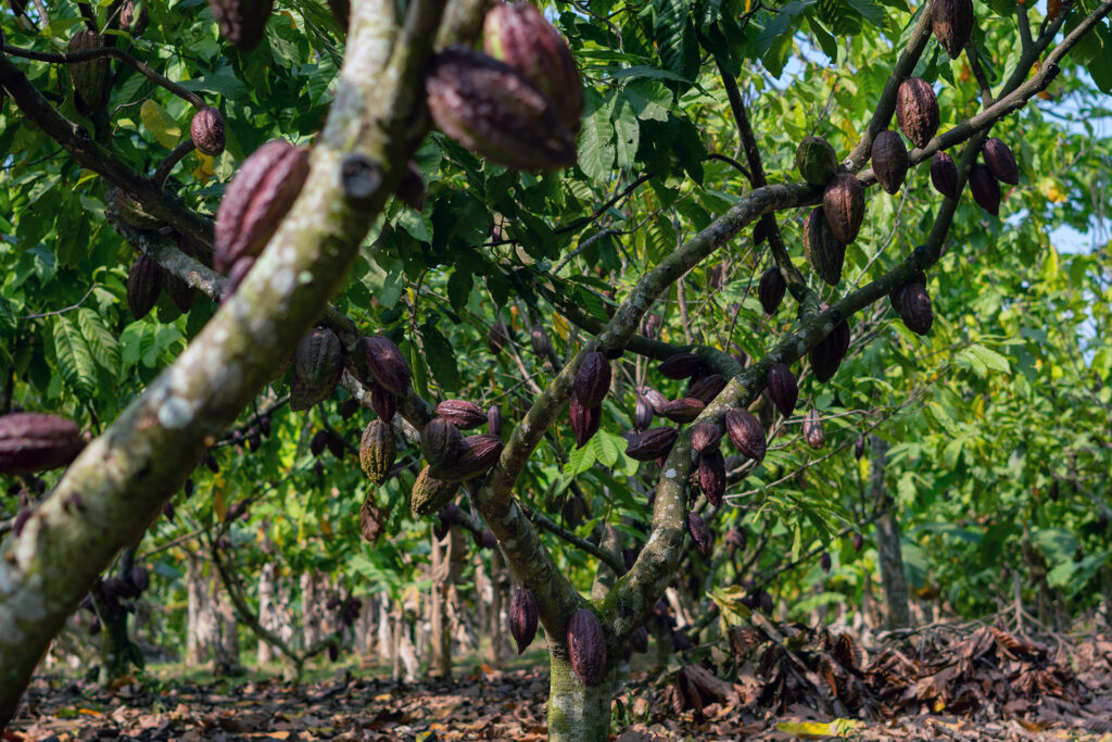 Coca pods hang from cocoa trees