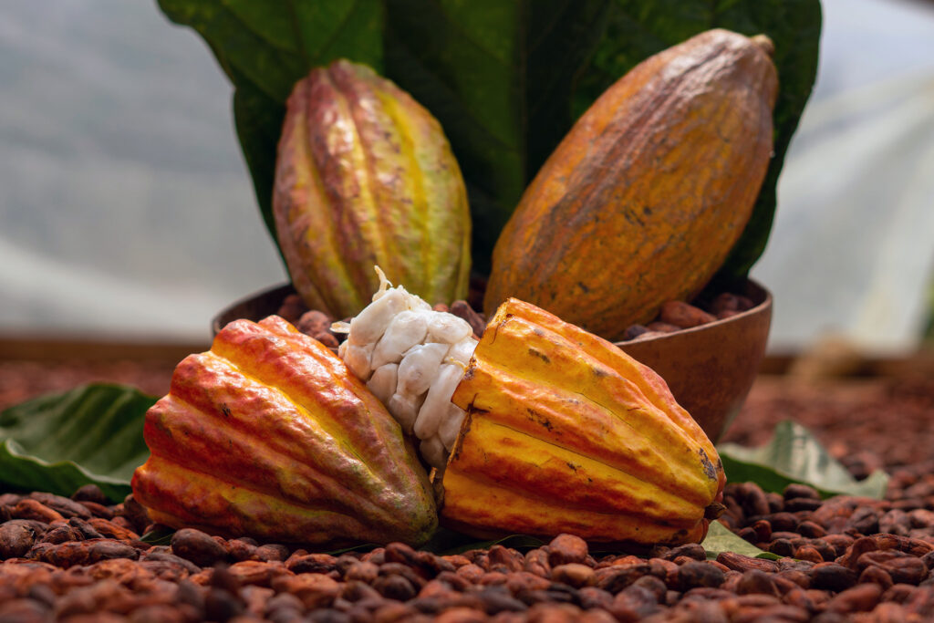 Cocoa pods laying on a bed of cocoa beans