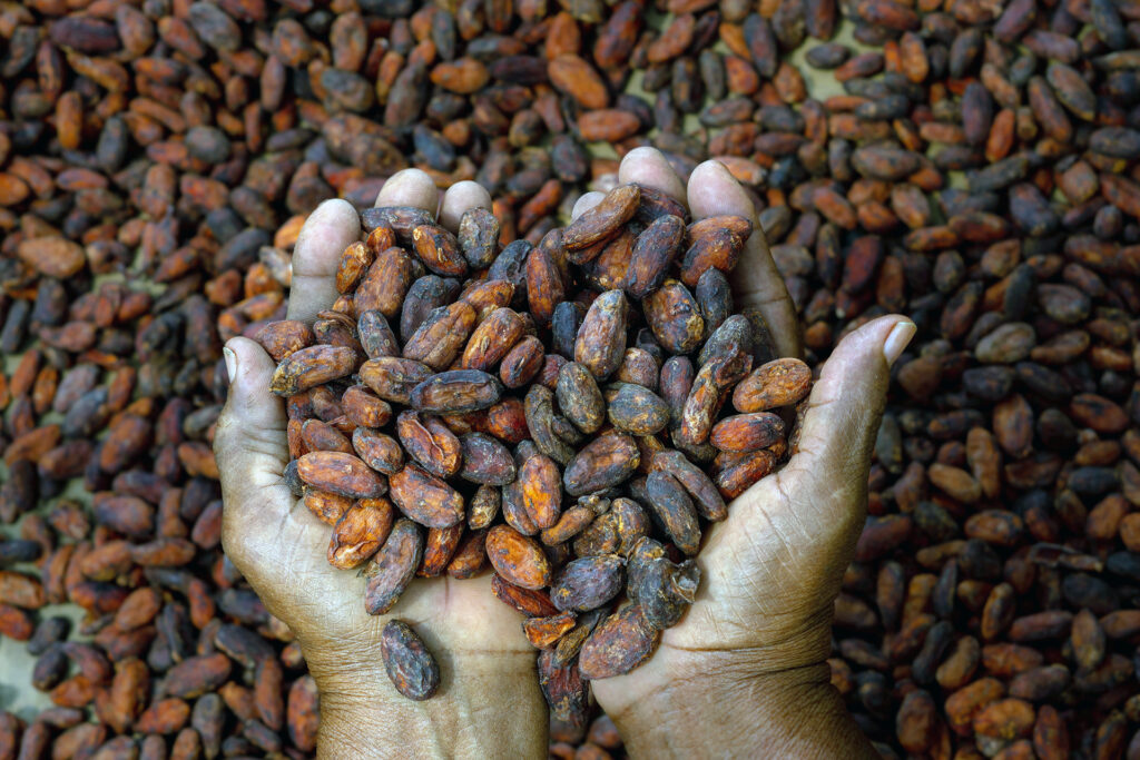 A pair of hands hold dried cocoa beans from a sack