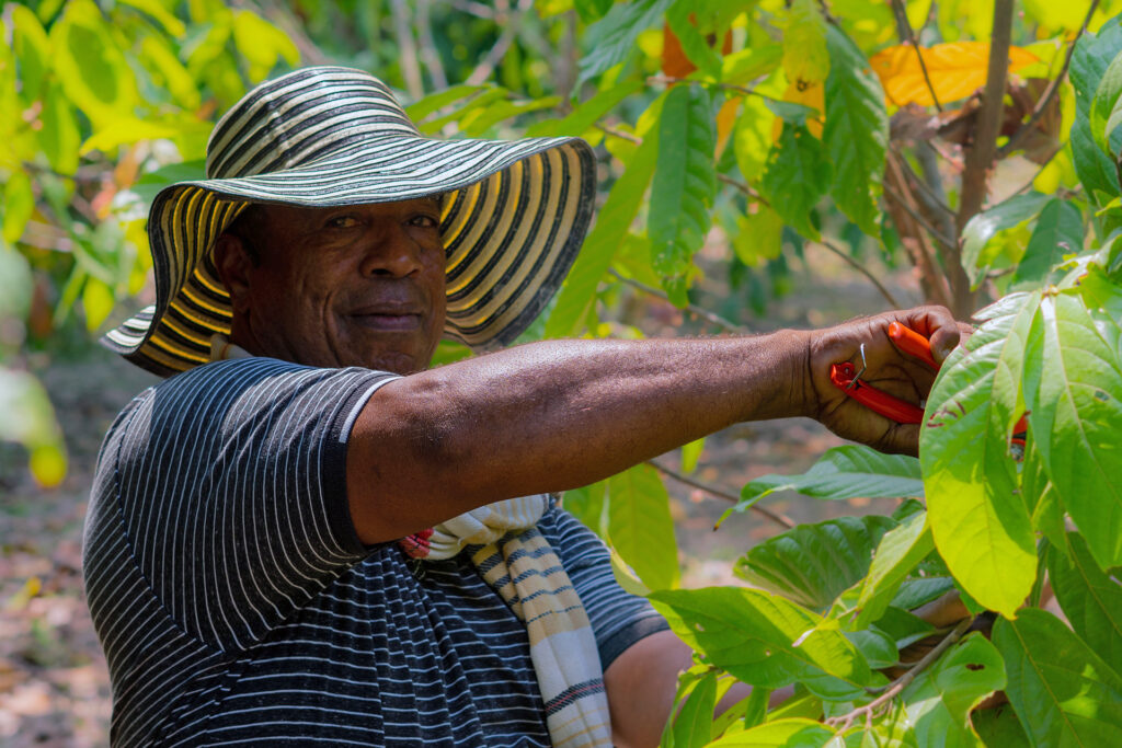 A man trims a cocoa tree