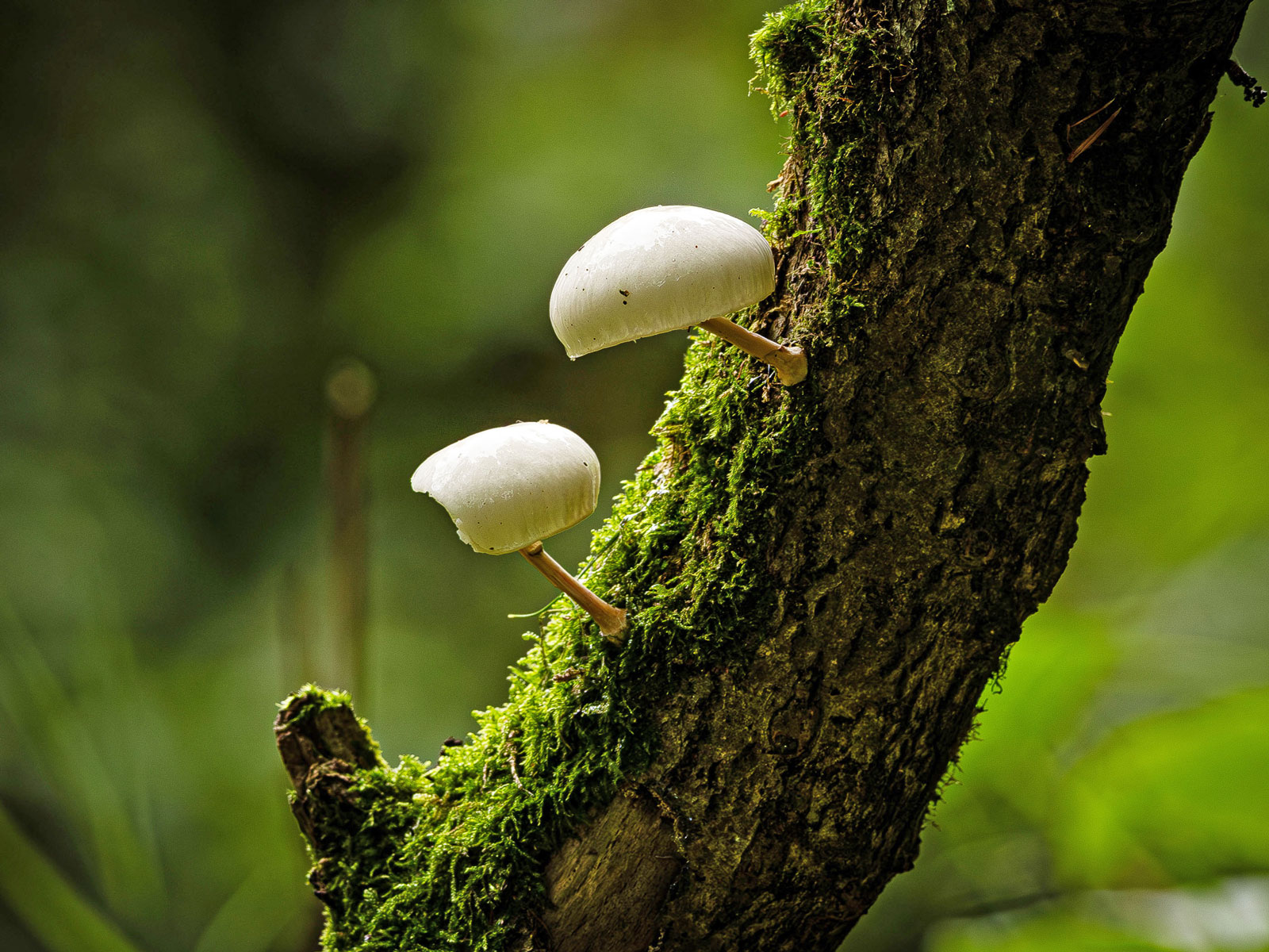 Hongos crecen en un tronco de árbol