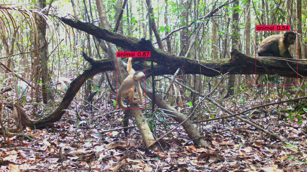 Two animals on a fallen branch in a rainforest with red detection boxes around them