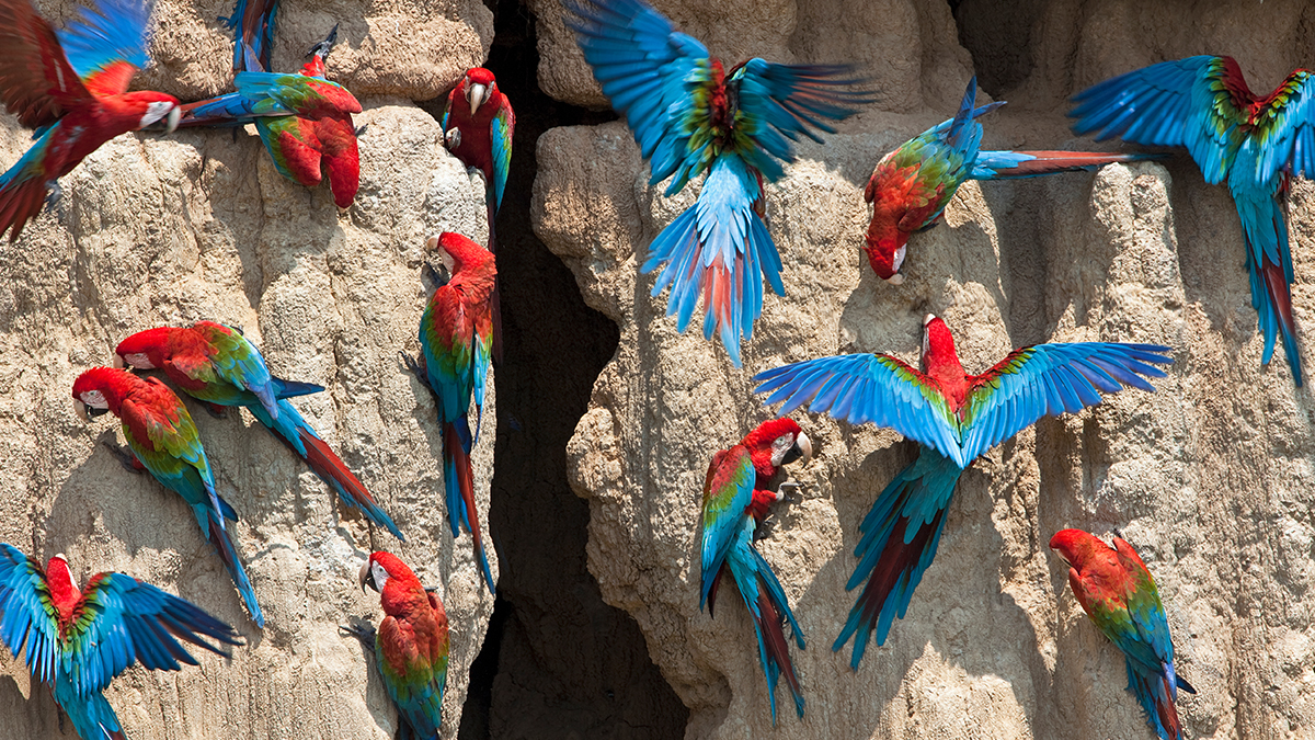 Guacamayas rojas y azul posadas sobre una piedra