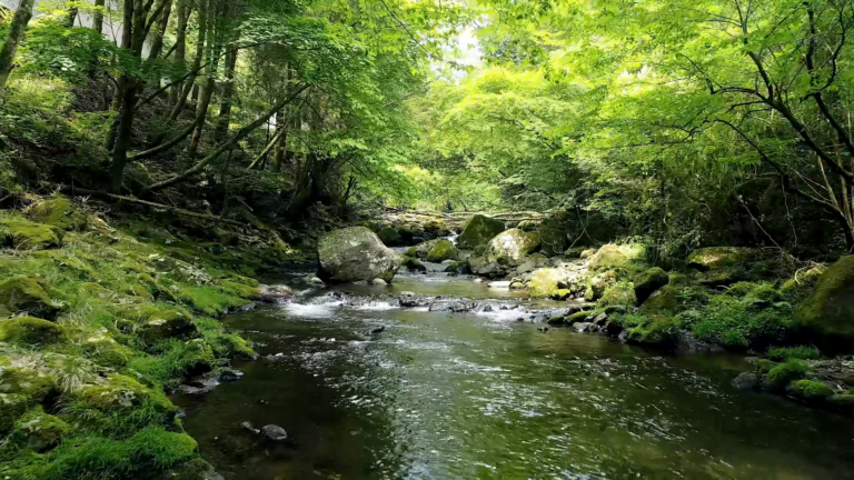 Un arroyo en un bosque