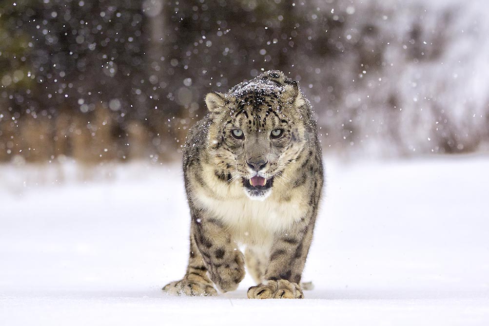 Photo of a snow leopard against a snowy background.