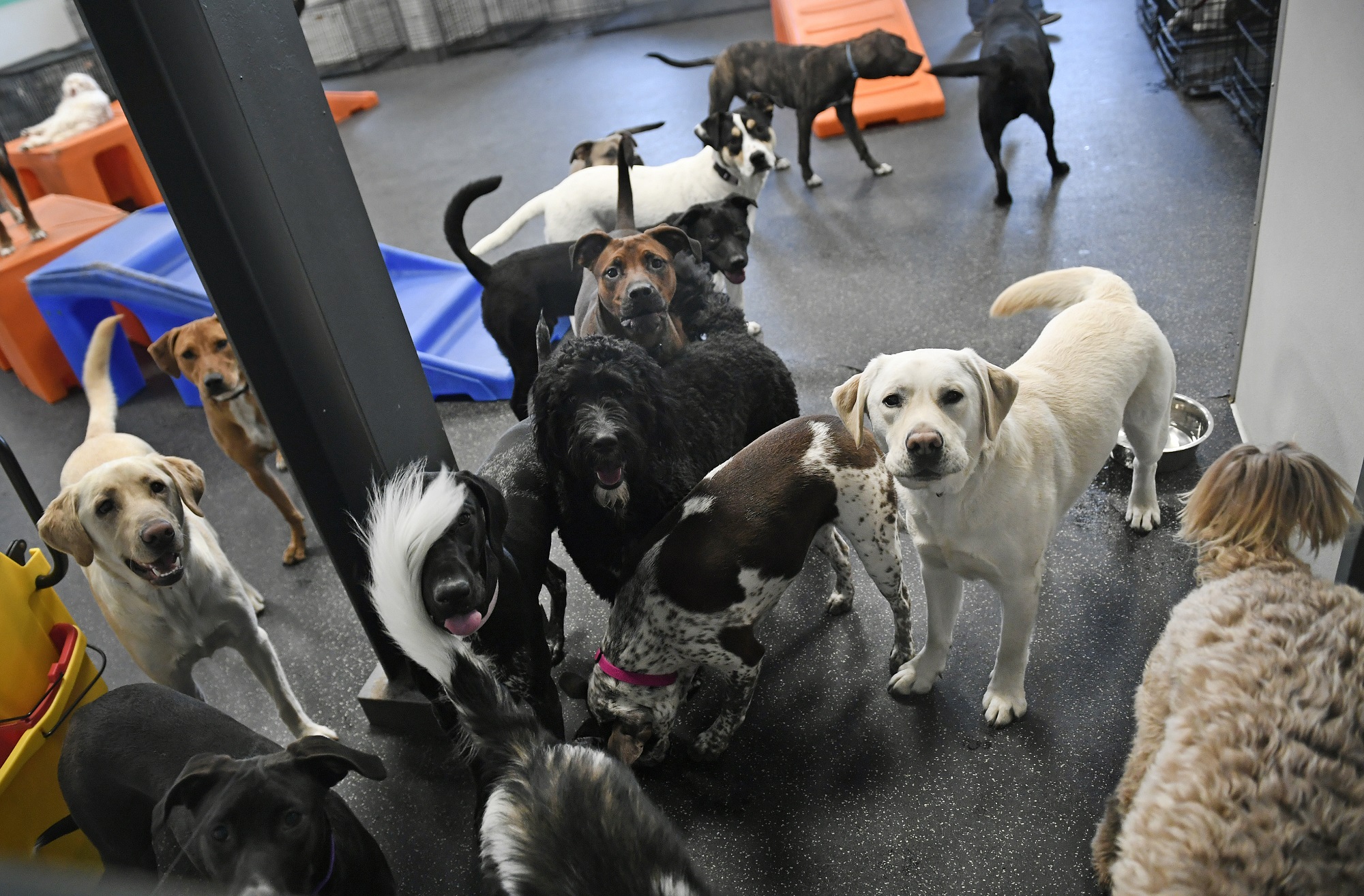 Fourteen dogs stand together inside at Dogtopia location.