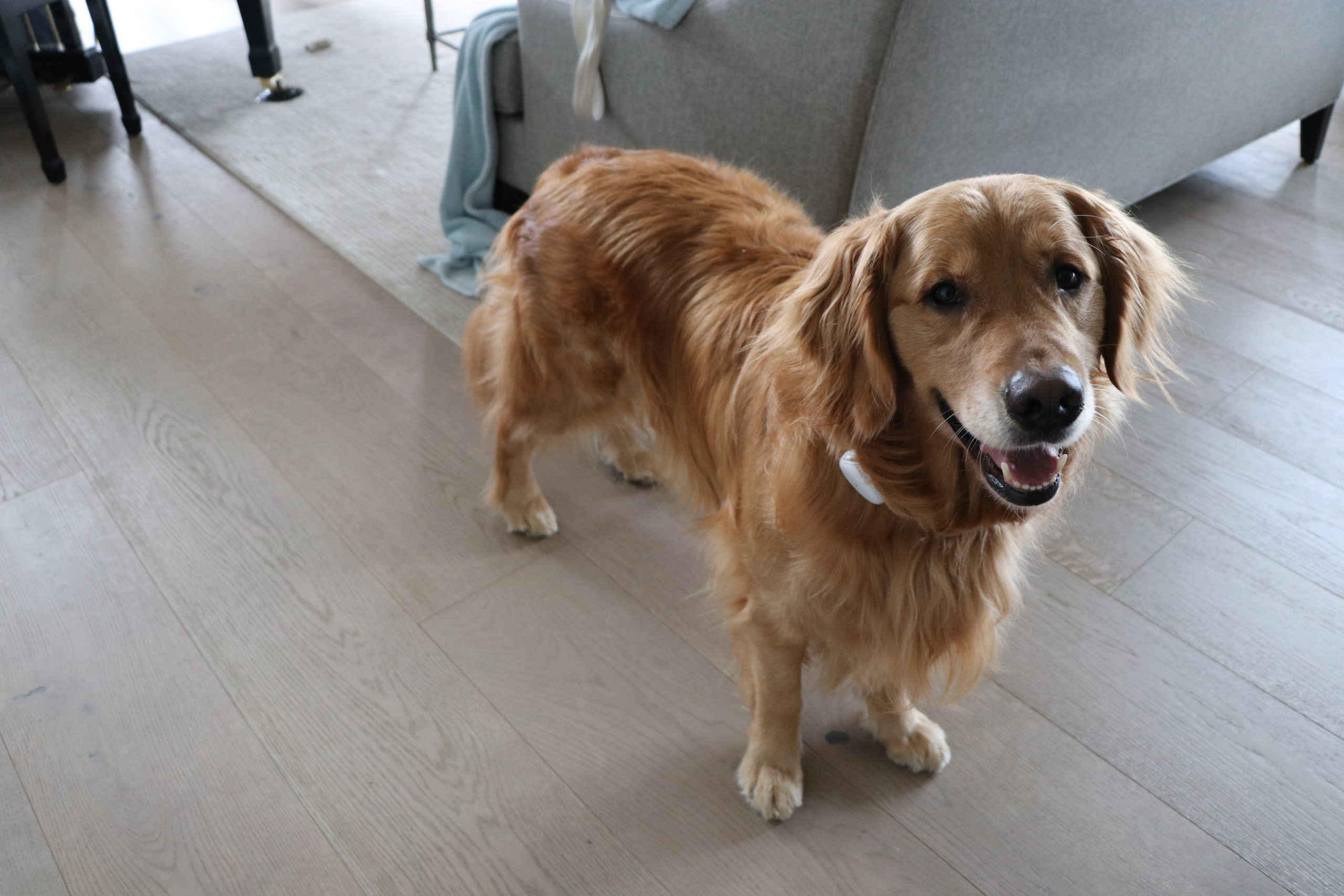 Photo of a golden retriever-looking dog wearing a T-Mobile SyncUP PETS tracker.