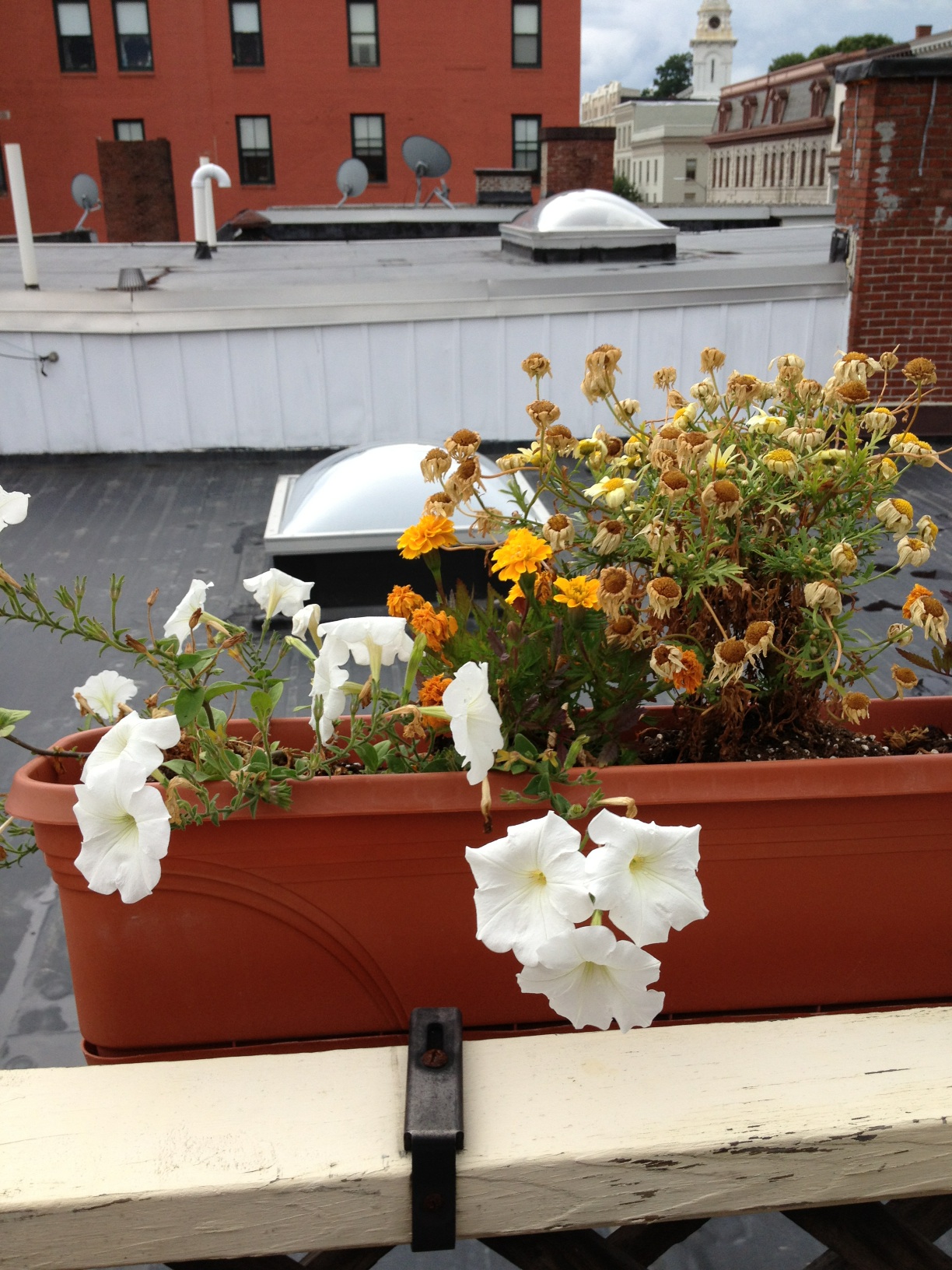 A brown window planter with white flowers and yellow flowers that have died.