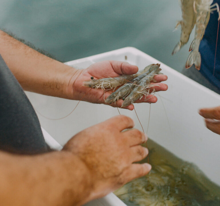 A fisherman holds several shrimp in his left hand.