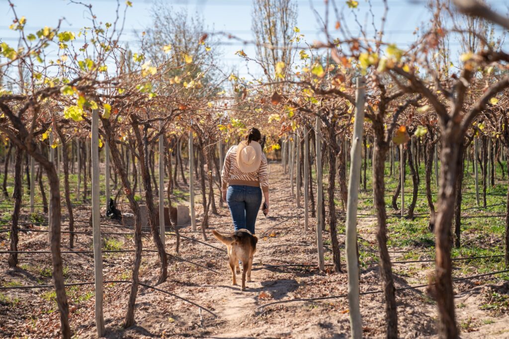 A woman and a dog walk through a vineyard