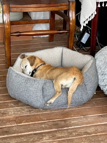 A dog sleeps in a dog bed. 